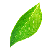 banner left shape3 (1)