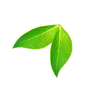 leaf